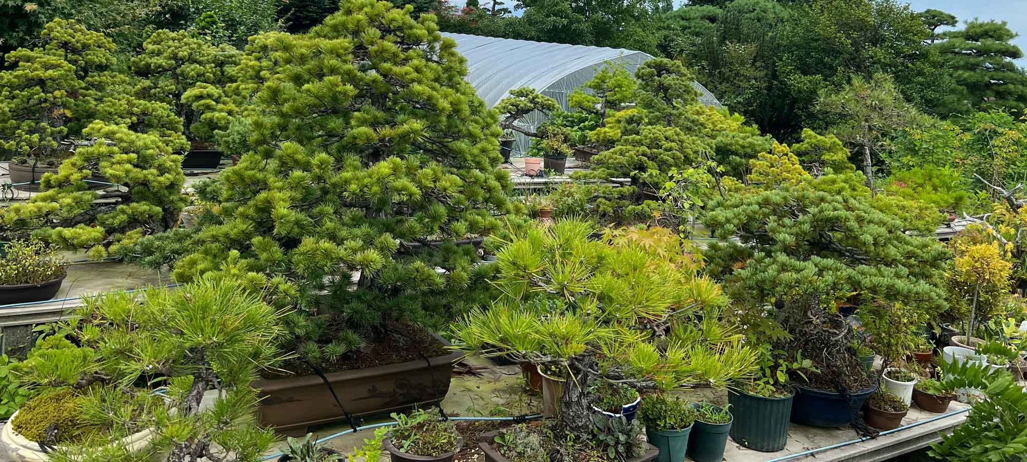 野尻緑産