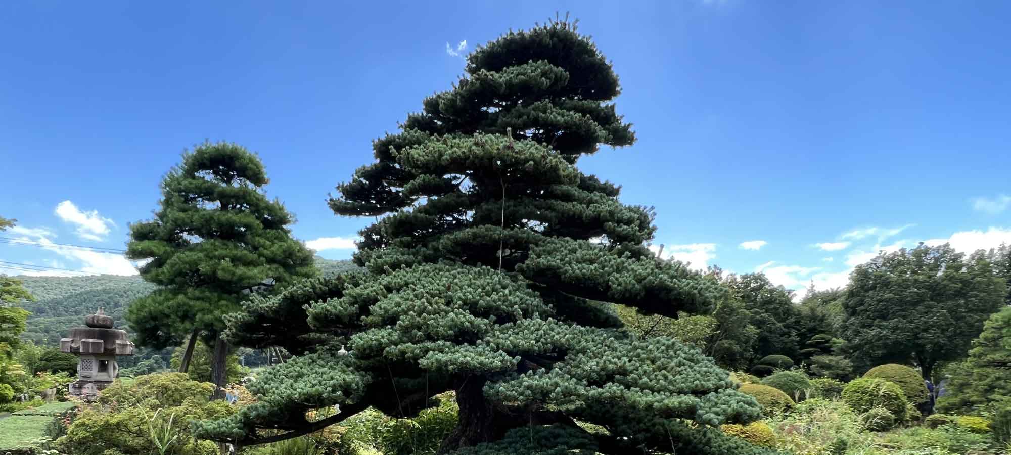 野尻緑産