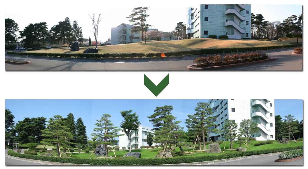 移植前・移植後