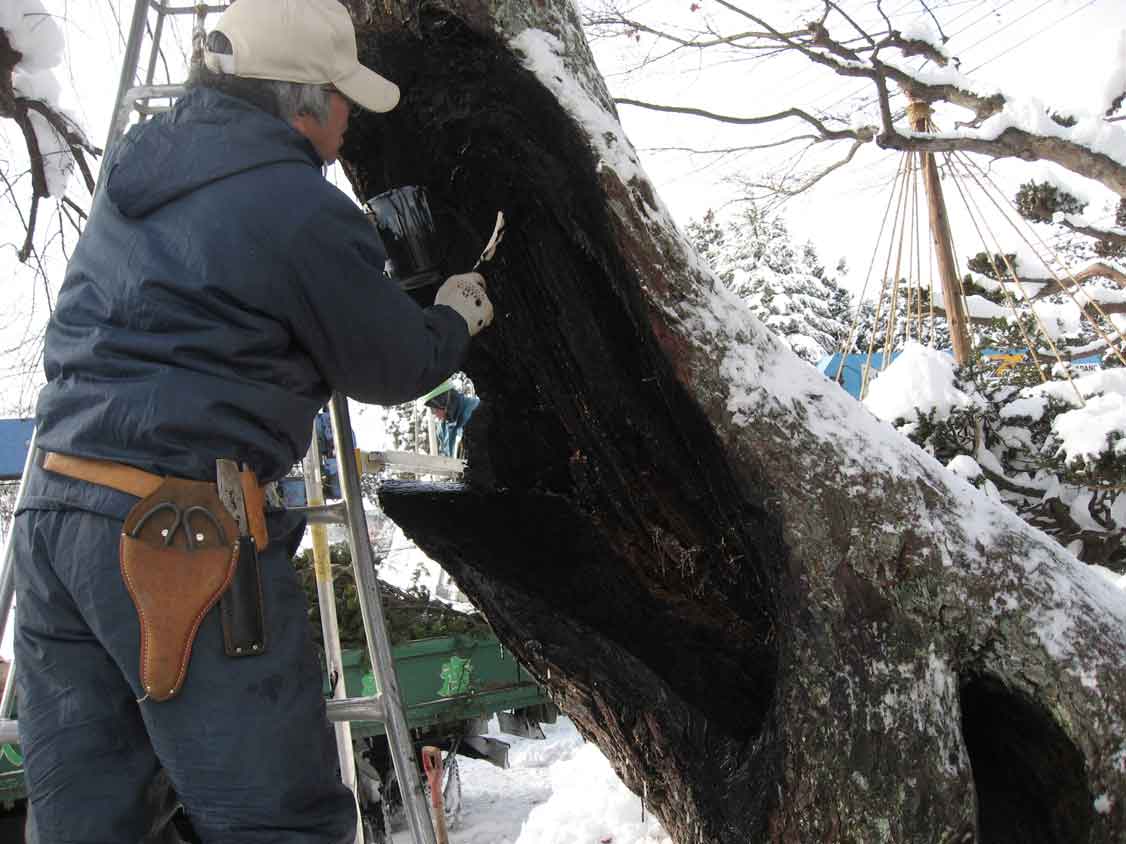 樹木医による診断